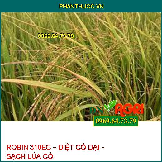 ROBIN 310EC – DIỆT CỎ DẠI – SẠCH LÚA CỎ