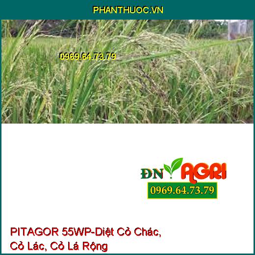 PITAGOR 55WP-Diệt Cỏ Chác, Cỏ Lác, Cỏ Lá Rộng