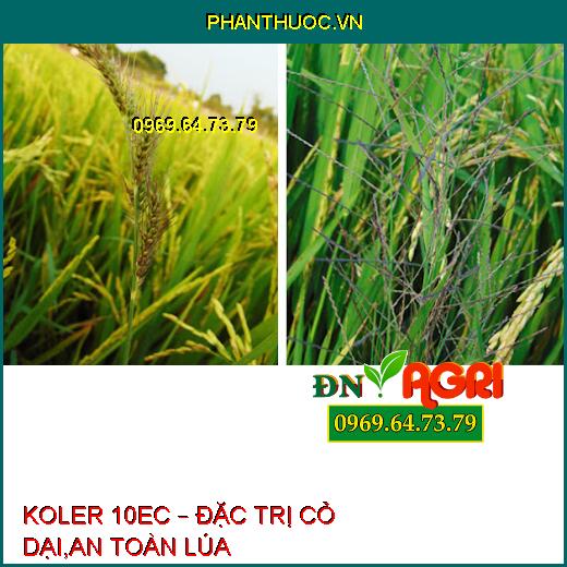 KOLER 10EC – ĐẶC TRỊ CỎ DẠI,AN TOÀN LÚA