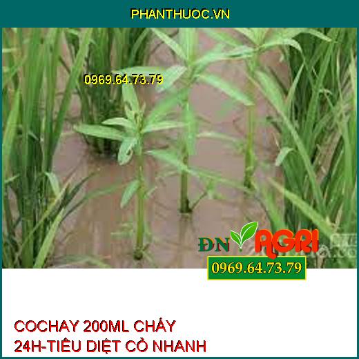 COCHAY 200ML CHÁY 24H-TIÊU DIỆT CỎ NHANH