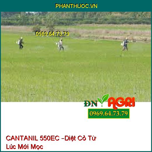 CANTANIL 550EC –Diệt Cỏ Từ Lúc Mới Mọc