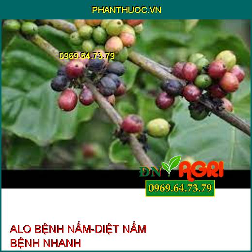 ALO BỆNH NẤM-DIỆT NẤM BỆNH NHANH