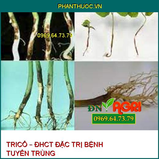 TRICÔ – ĐHCT ĐẶC TRỊ BỆNH TUYẾN TRÙNG