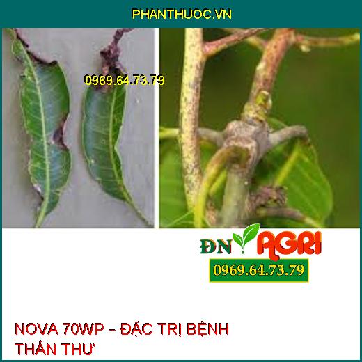 NOVA 70WP – ĐẶC TRỊ BỆNH THÁN THƯ