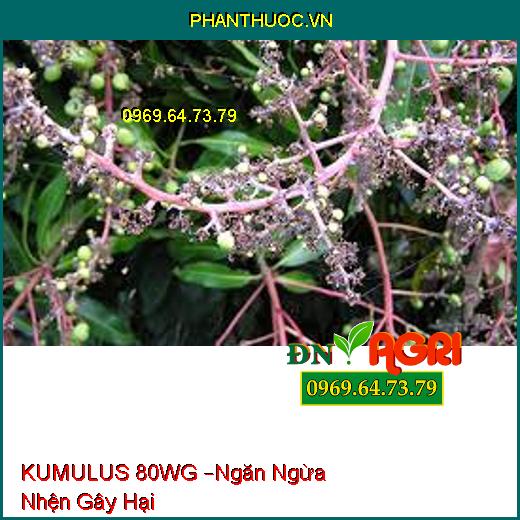 KUMULUS 80WG –Ngăn Ngừa Nhện Gây Hại