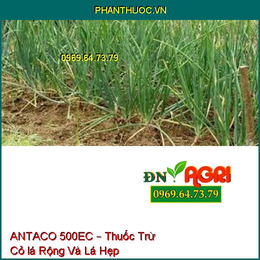 ANTACO 500EC – Thuốc Trừ Cỏ lá Rộng Và Lá Hẹp