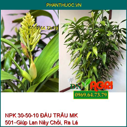 PHÂN BÓN LÁ CAO CẤP NPK 30-50-10 ĐẦU TRÂU MK 501 –Giúp Lan Nảy Chồi, Ra Lá