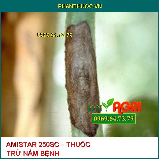 AMISTAR 250SC – THUỐC TRỪ NẤM BỆNH