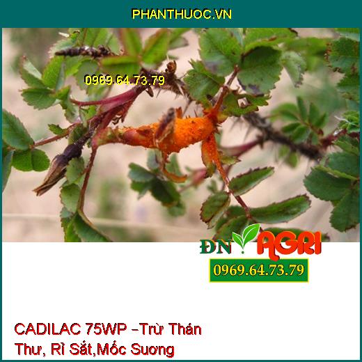 CADILAC 75WP –Trừ Thán Thư, Rỉ Sắt,Mốc Suơng