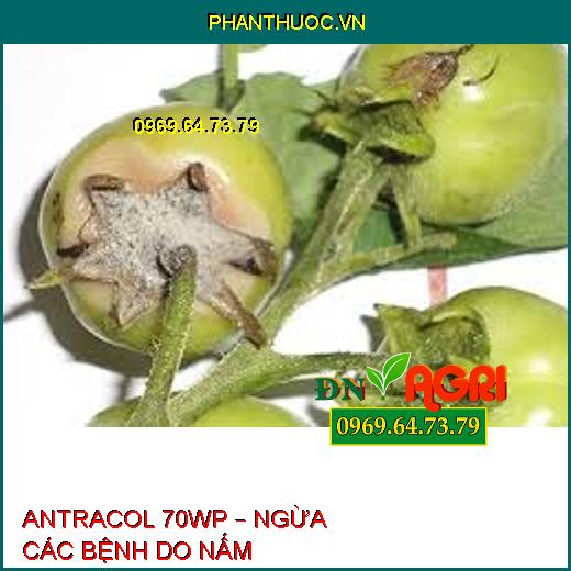 ANTRACOL 70WP – NGỪA CÁC BỆNH DO NẤM