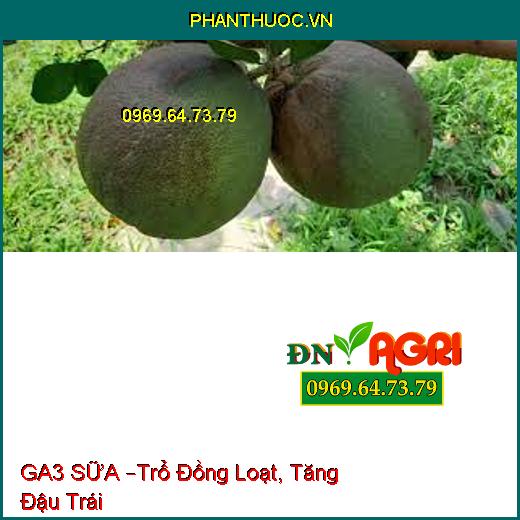 GA3 SỮA –Trổ Đồng Loạt, Tăng Đậu Trái