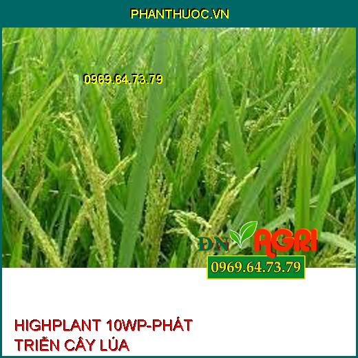 HIGHPLANT 10WP-PHÁT TRIỄN CÂY LÚA