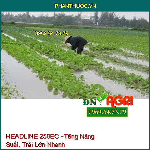 HEADLINE 250EC –Tăng Năng Suất, Trái Lớn Nhanh