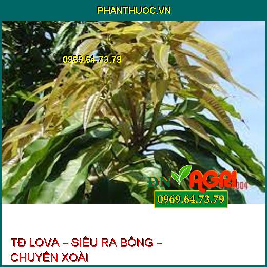 TĐ LOVA – SIÊU RA BÔNG – CHUYÊN XOÀI