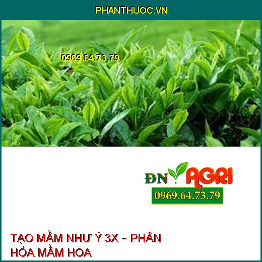 TẠO MẦM NHƯ Ý 3X – PHÂN HÓA MẦM HOA