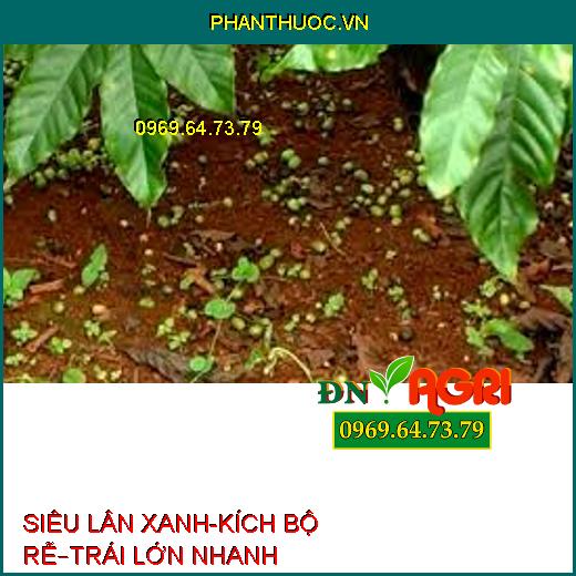 SIÊU LÂN XANH-KÍCH BỘ RỄ–TRÁI LỚN NHANH