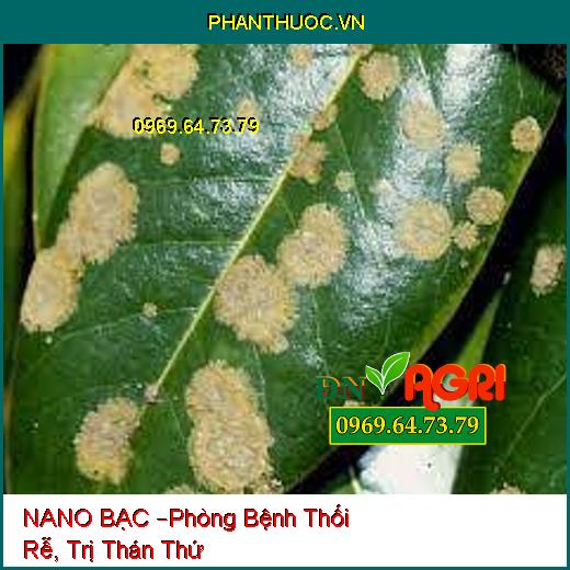 NANO BẠC –Phòng Bệnh Thối Rễ, Trị Thán Thứ