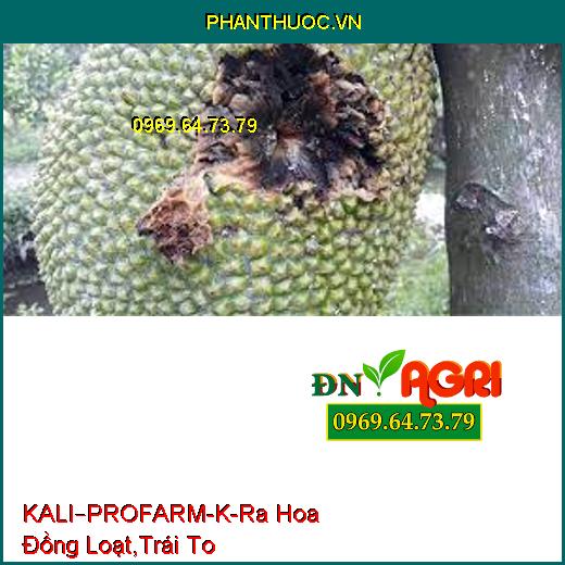 KALI–PROFARM-K-Ra Hoa Đồng Loạt,Trái To