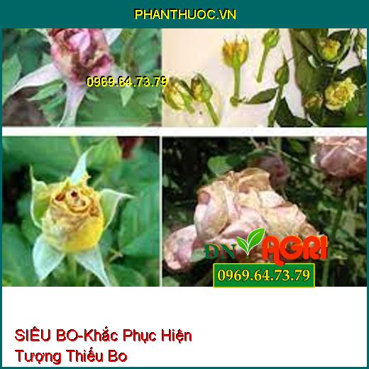 SIÊU BO-Khắc Phục Hiện Tượng Thiếu Bo