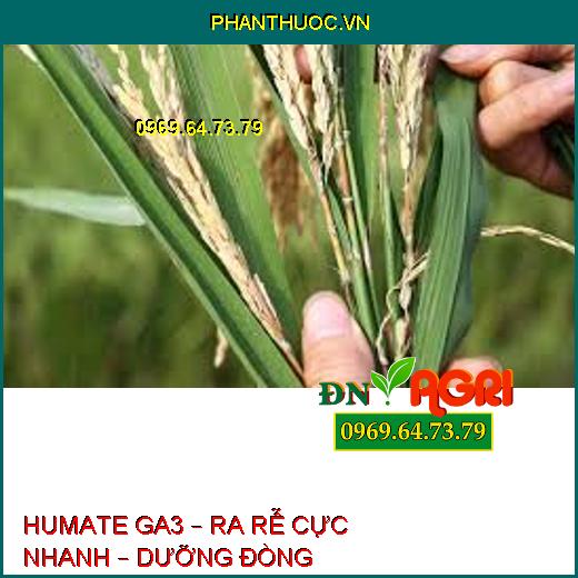 HUMATE GA3 – RA RỄ CỰC NHANH – DƯỠNG ĐÒNG