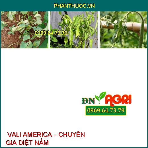  VALI AMERICA – CHUYÊN GIA DIỆT NẤM