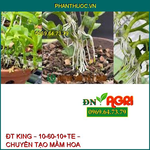 ĐT KING – 10-60-10+TE – CHUYÊN TẠO MẦM HOA