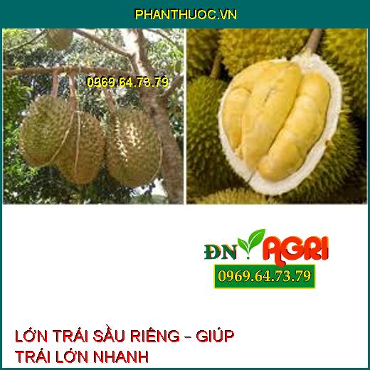 LỚN TRÁI SẦU RIÊNG – GIÚP TRÁI LỚN NHANH