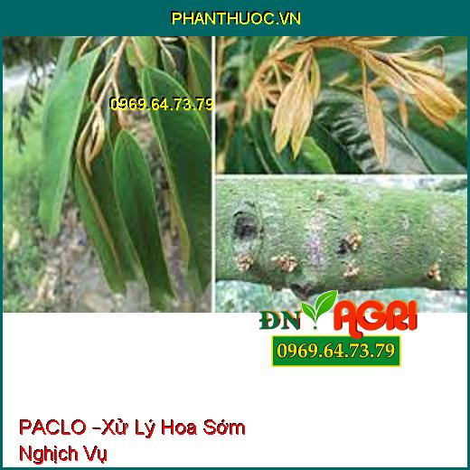 PACLO –Xử Lý Hoa Sớm Nghịch Vụ