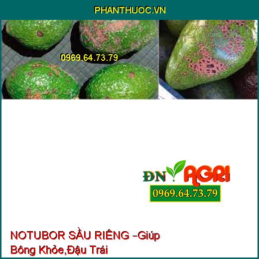 NOTUBOR SẦU RIÊNG –Giúp Bông Khỏe,Đậu Trái