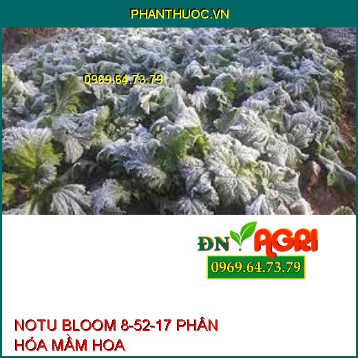 NOTU BLOOM 8-52-17 PHÂN HÓA MẦM HOA