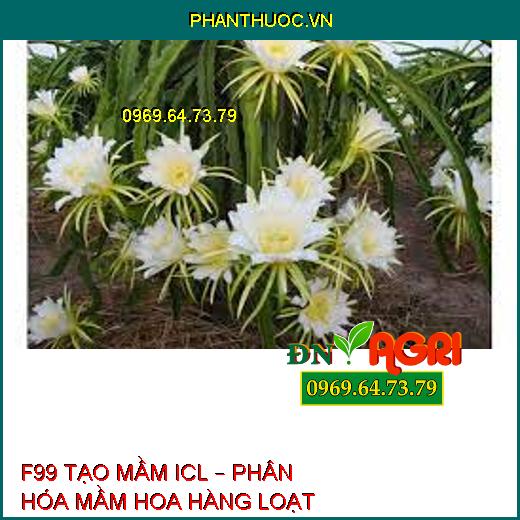 F99 TẠO MẦM ICL – PHÂN HÓA MẦM HOA HÀNG LOẠT