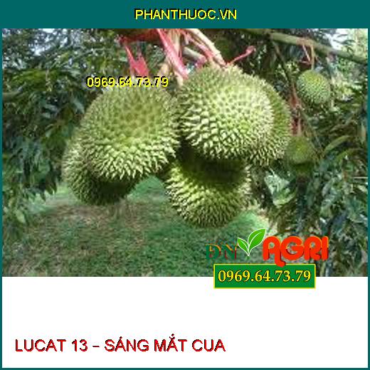 LUCAT 13 – SÁNG MẮT CUA