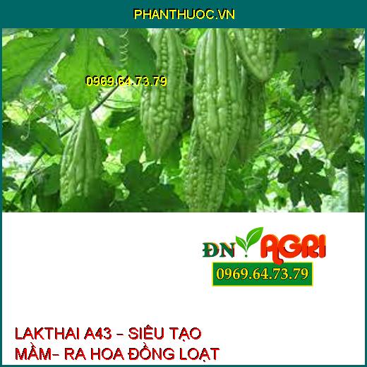 LAKTHAI A43 – SIÊU TẠO MẦM– RA HOA ĐỒNG LOẠT