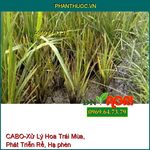 CABO-Xử Lý Hoa Trái Mùa, Phát Triễn Rể, Hạ phèn