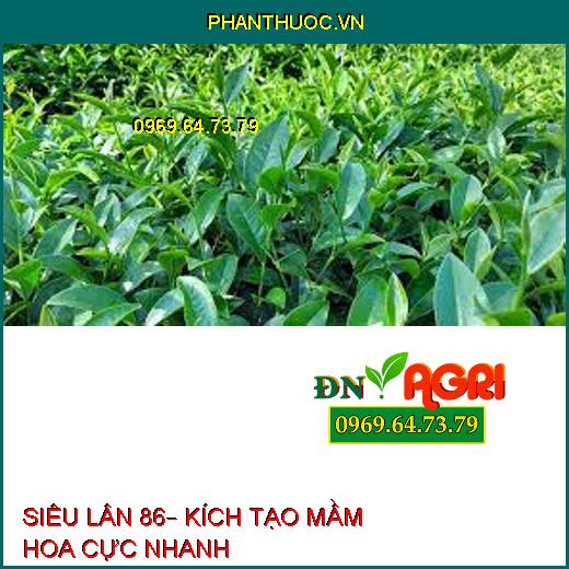 SIÊU LÂN 86– KÍCH TẠO MẦM HOA CỰC NHANH