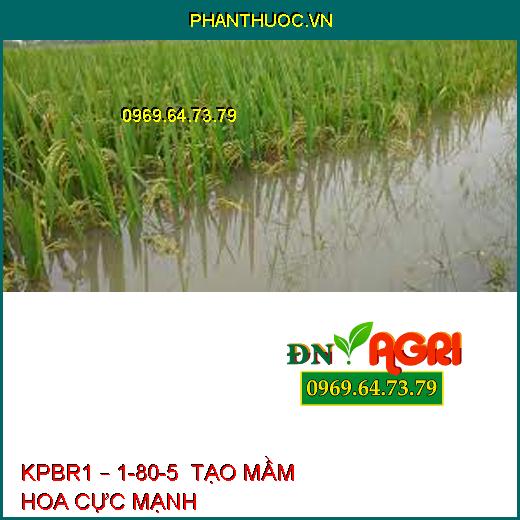 KPBR1 – 1-80-5  TẠO MẦM HOA CỰC MẠNH