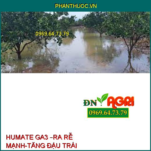 HUMATE GA3 –RA RỄ MẠNH-TĂNG ĐẬU TRÁI