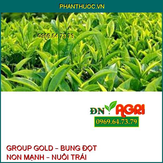 GROUP GOLD – BUNG ĐỌT NON MẠNH – NUÔI TRÁI