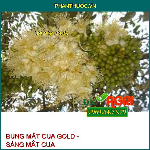 BUNG MẮT CUA GOLD – SÁNG MẮT CUA