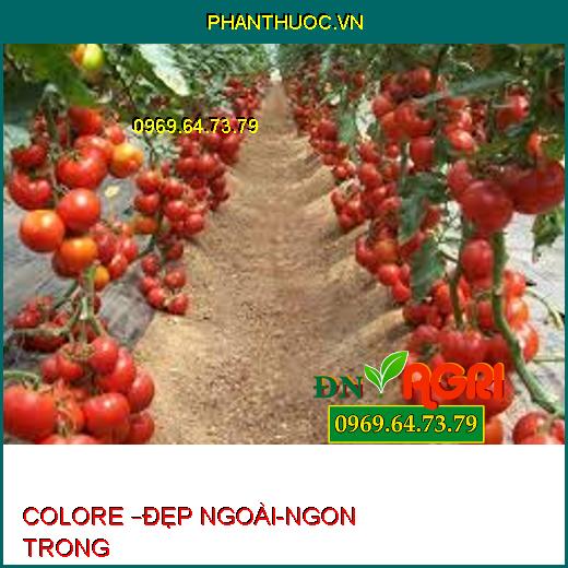 COLORE –ĐẸP NGOÀI-NGON TRONG