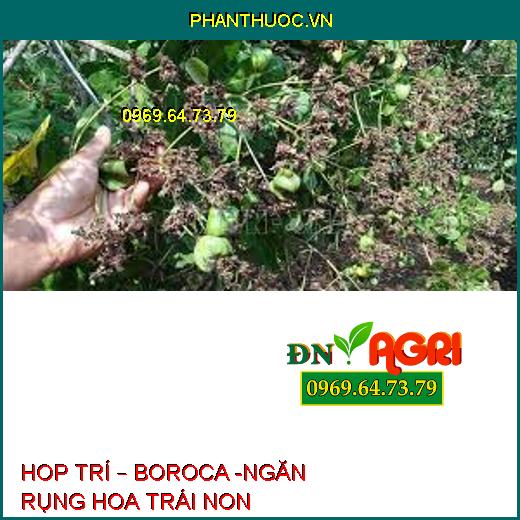 HOP TRÍ – BOROCA -NGĂN RỤNG HOA TRÁI NON