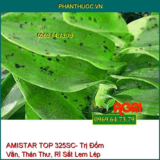 AMISTAR TOP 325SC- Trị Đốm Vằn, Thán Thư, Rỉ Sắt Lem Lép Hạt