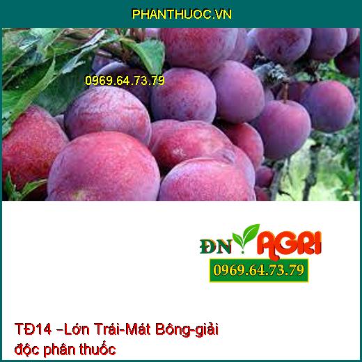 TĐ14 –Lớn Trái-Mát Bông-giải độc phân thuốc