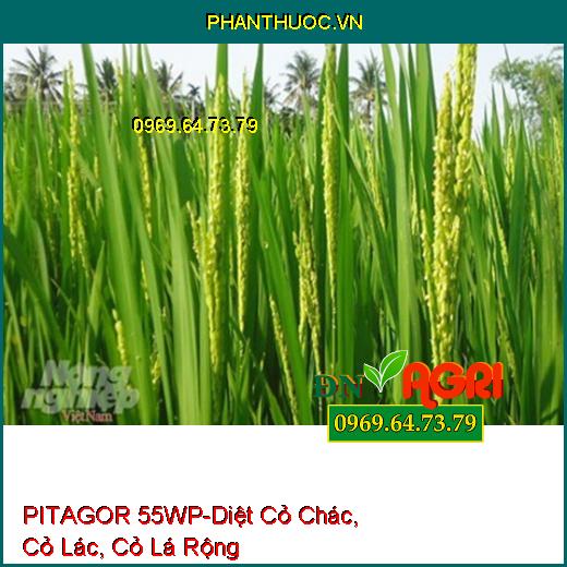 PITAGOR 55WP-Diệt Cỏ Chác, Cỏ Lác, Cỏ Lá Rộng