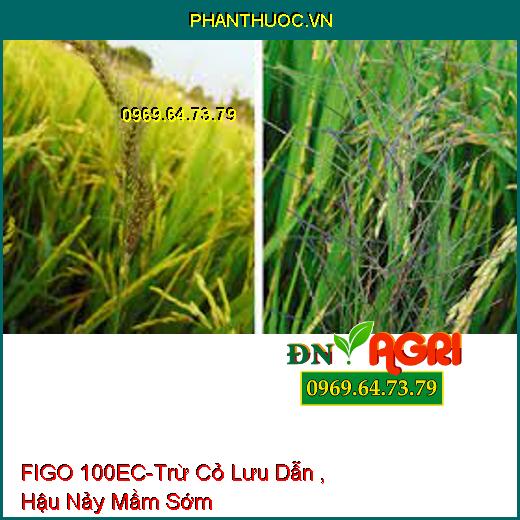 FIGO 100EC-Trừ Cỏ Lưu Dẫn , Hậu Nảy Mầm Sớm