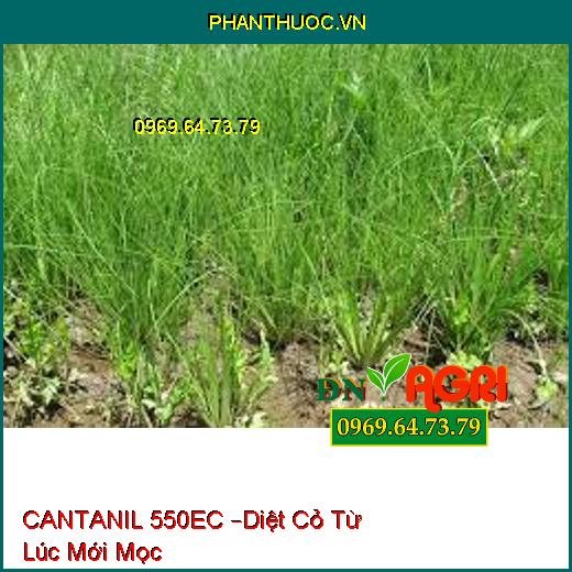 CANTANIL 550EC –Diệt Cỏ Từ Lúc Mới Mọc