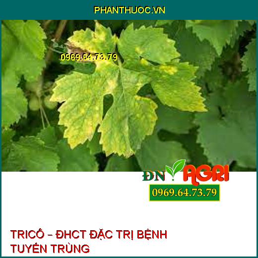 TRICÔ – ĐHCT ĐẶC TRỊ BỆNH TUYẾN TRÙNG