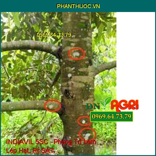 INDIAVIL 5SC –Phòng Trị Lem Lép Hạt, RỈ SẮT