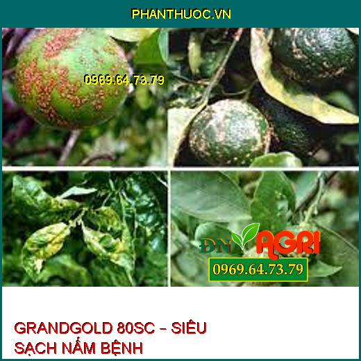 GRANDGOLD 80SC – SIÊU SẠCH NẤM BỆNH