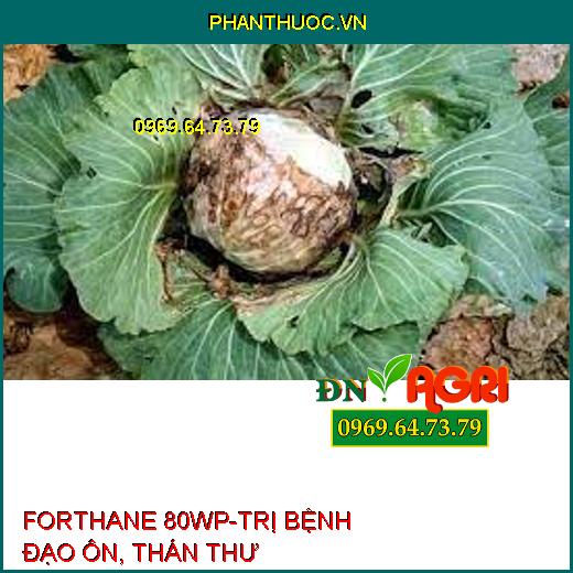 FORTHANE 80WP-TRỊ BỆNH ĐẠO ÔN, THÁN THƯ